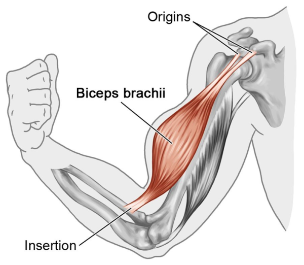 Bicep-Structure