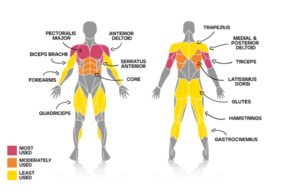 Impact-on-Bench-Presses-and-Muscle-Activation